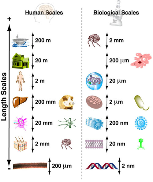 A Visual Size Comparison Of Microorganisms On A Human Scale - borninspace